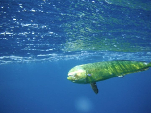  Practice snorkeling with us 